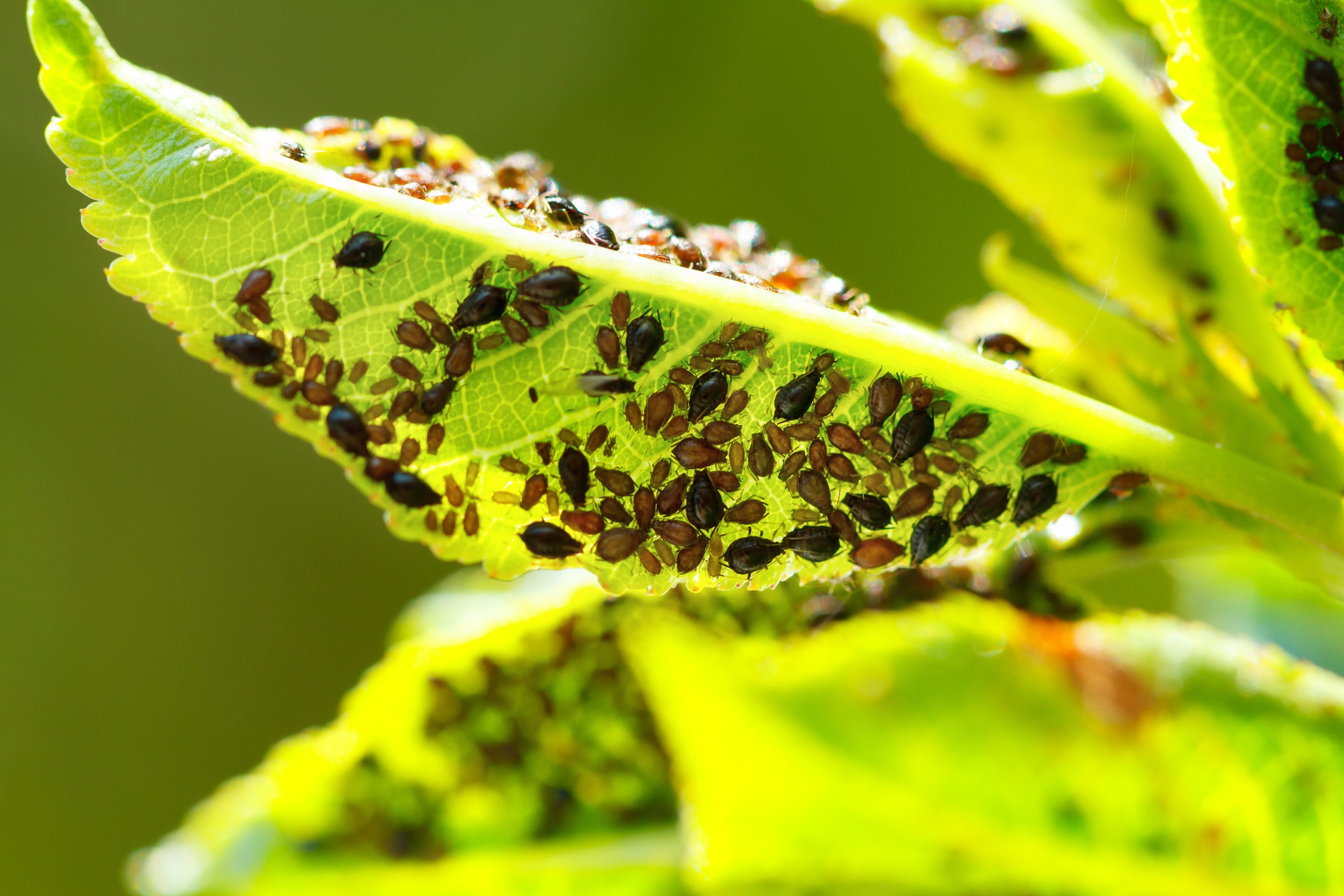 Métodos naturales para combatir plagas del huerto