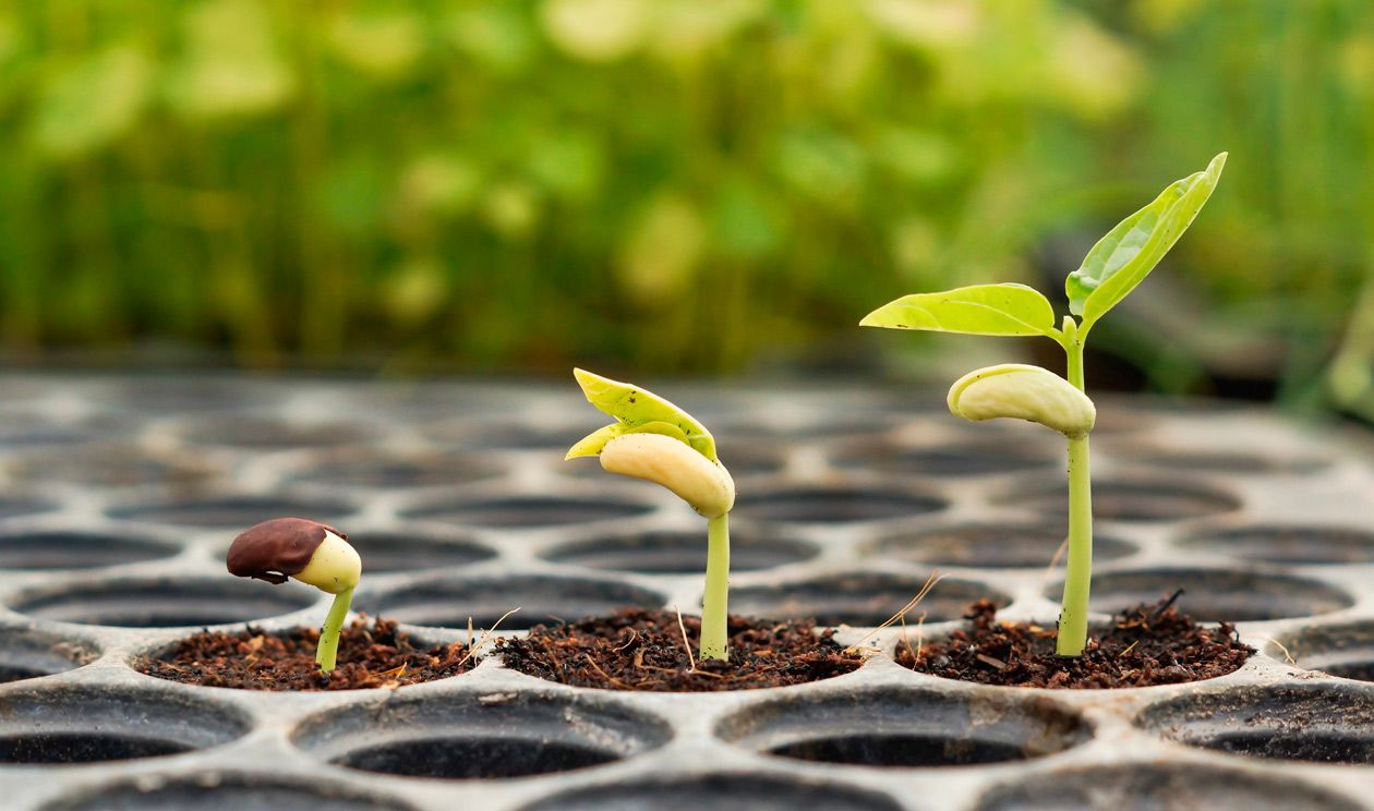 Plántulas germinadas con hojas cotiledonares en bandejas especializadas