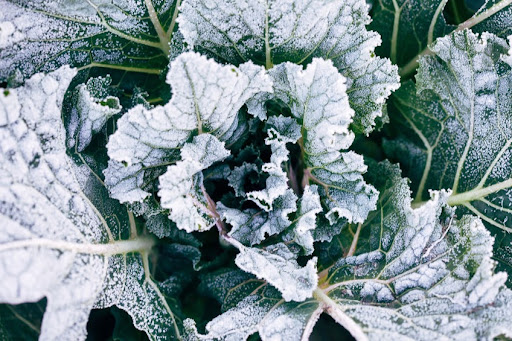 Cultivos resistentes al frío en invierno