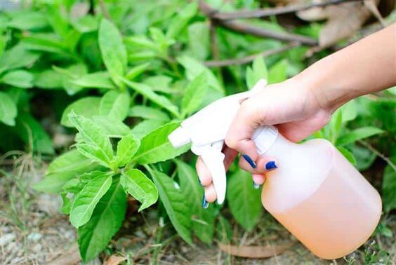 Frascos de diferentes tipos de fertilizantes naturales caseros listos para usar