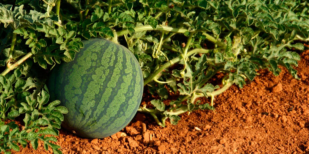 Guía Completa para Cultivar Sandía en España: Consejos Prácticos para un Huerto Exitoso