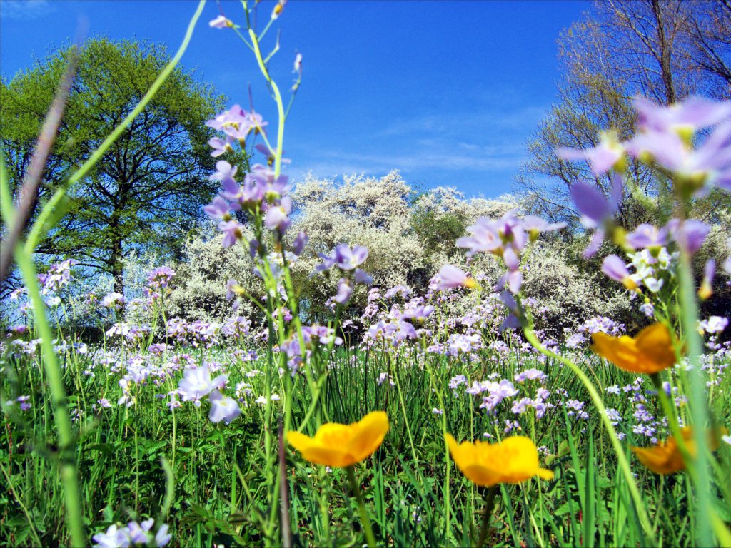 Calendario completo de siembra de primavera con cultivos vegetales y compatibilidades