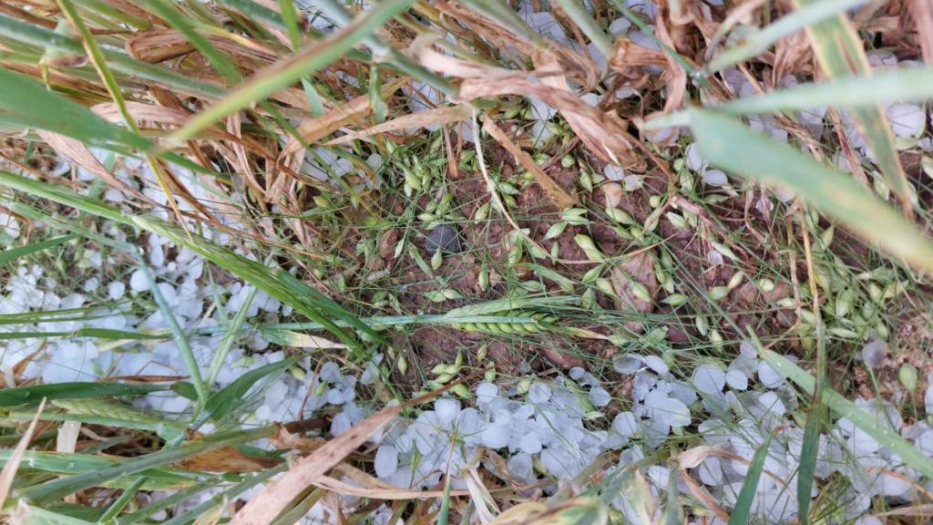 Protege tu jardín de las tormentas de verano: evita los daños del granizo