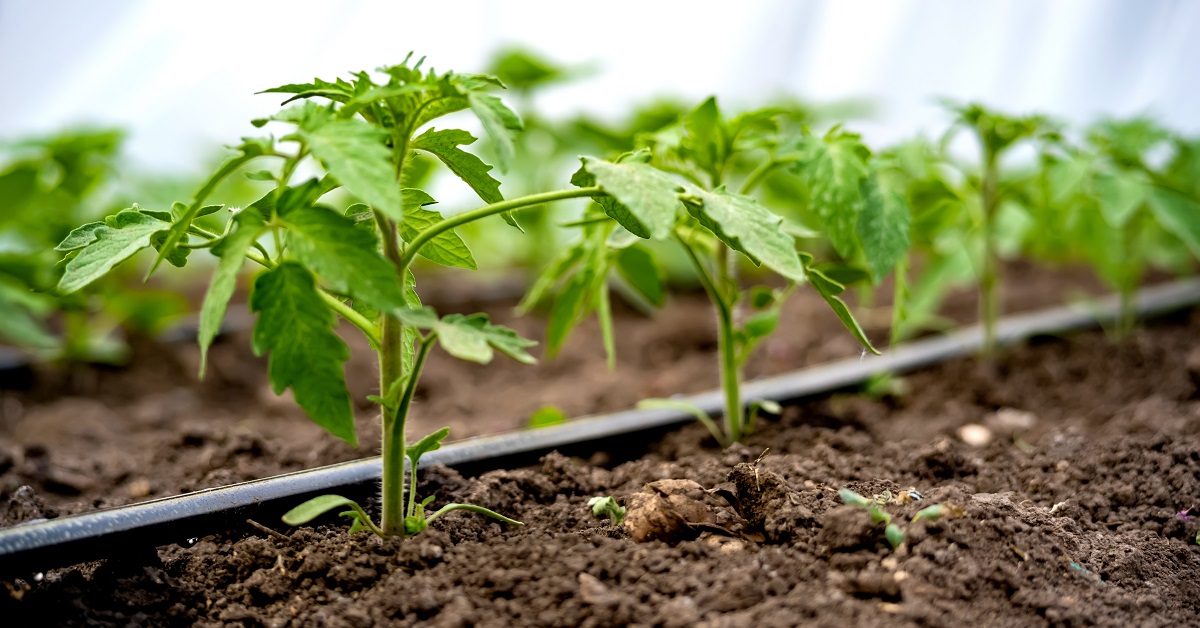 Sistema de riego por goteo con tuberías laterales entre plantas de tomate