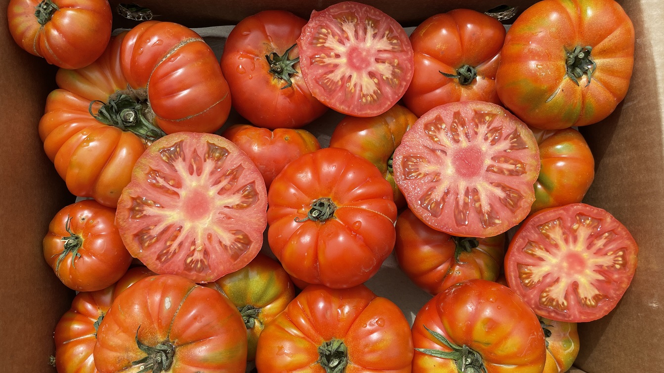 Cultiva Tomates de Huerto en Casa: Guía Definitiva y Consejos Prácticos